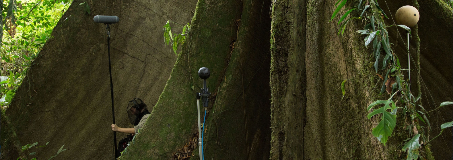Diplomafilm - Suono foresta